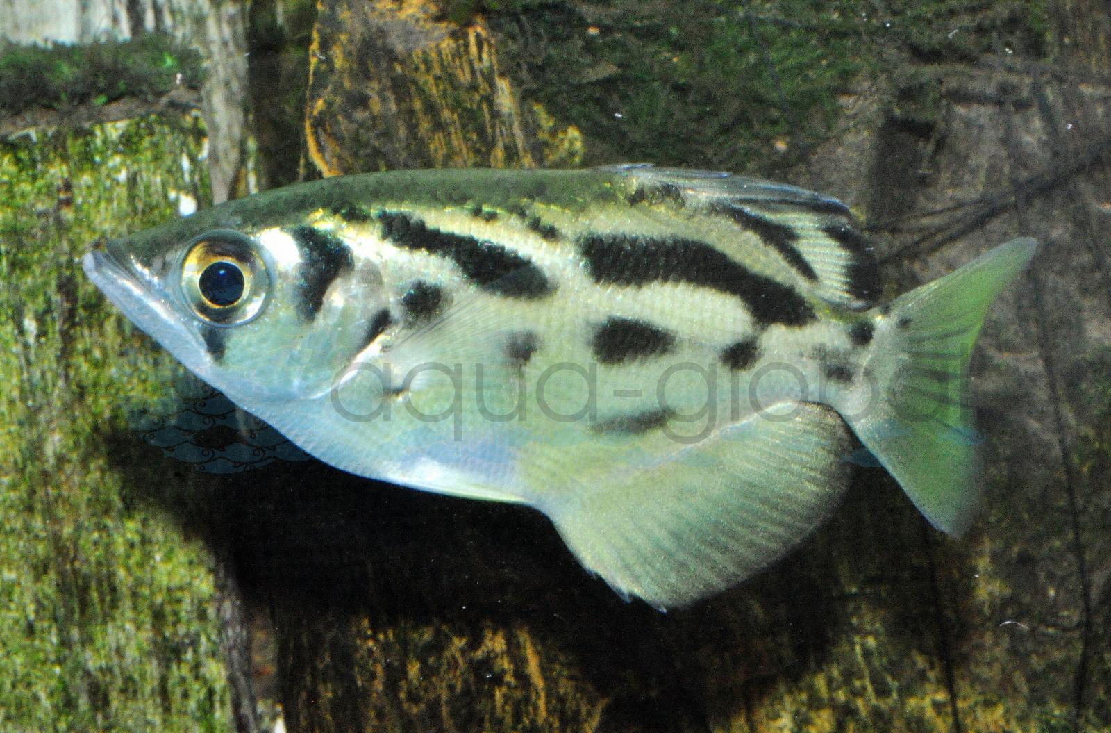 Leopard-Schützenfisch (Toxotes blythii)