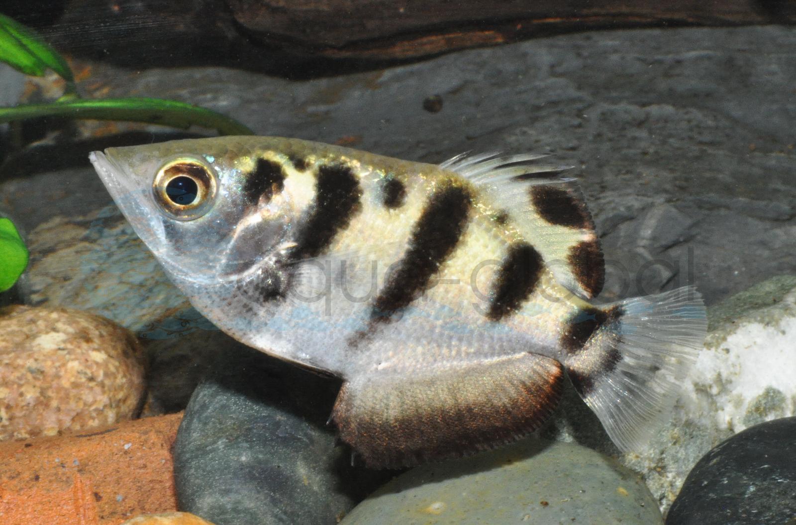 Schützenfisch (Toxotes chatareus/jaculatrix)