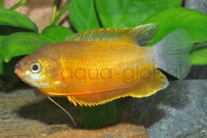 Dicklippiger Fadenfisch-Orange