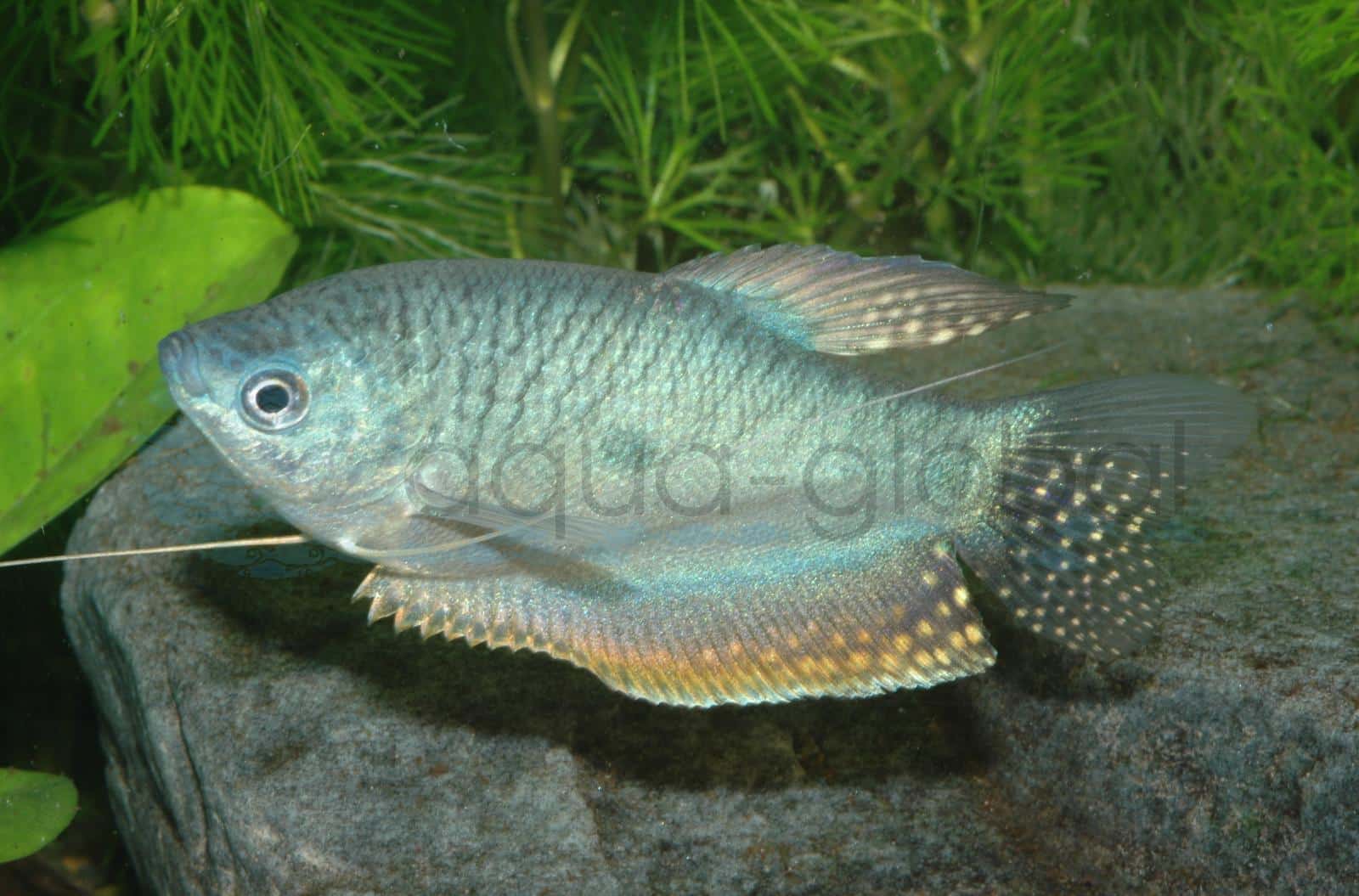 Blauer Fadenfisch (Trichopodus trichopterus "Blau")