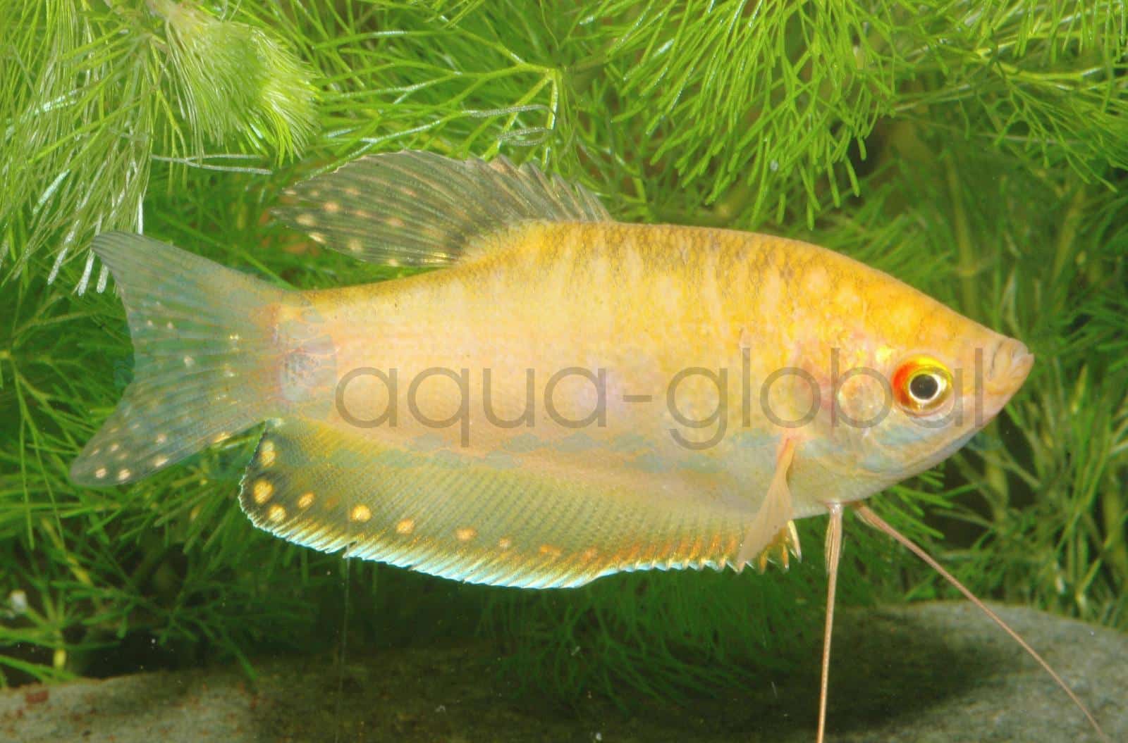 Goldfadenfisch (Trichopodus trichopterus "Gold")