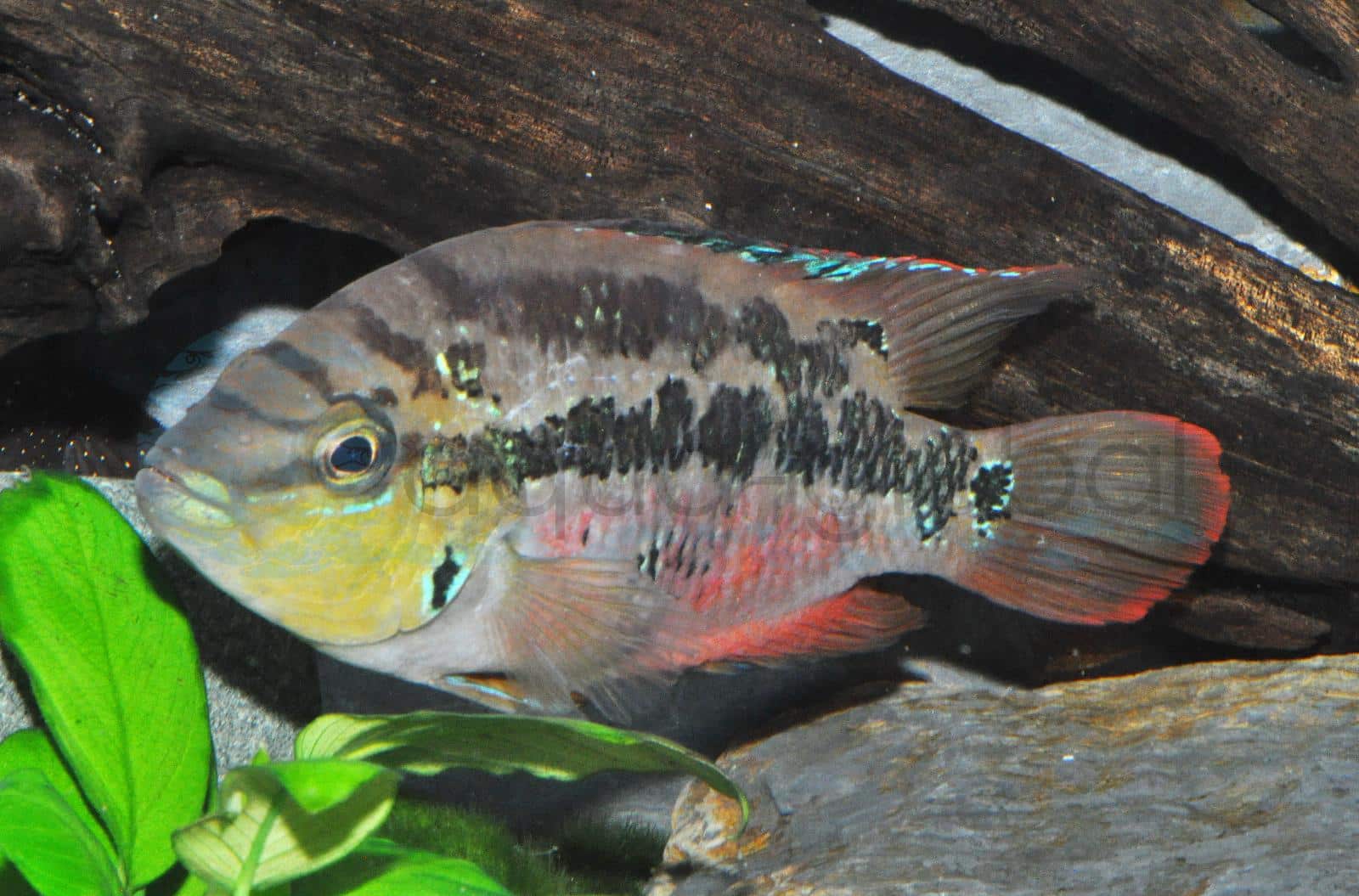 Salvins Buntbarsch (Trichromis salvini)
