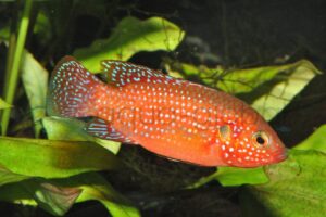 Westafrika